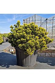Pinus mugo Carsten's Wintergold C230 Lit. 120-140 cm Krogla