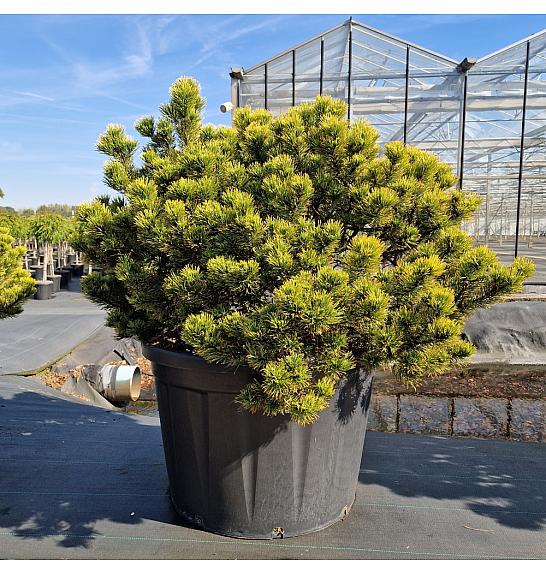 Pinus mugo Carsten's Wintergold C230 Lit. 120-140 cm Krogla