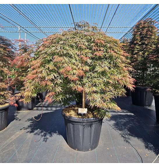 Acer palmatum Orangeola C80 Lit. Na steblu 80 cm