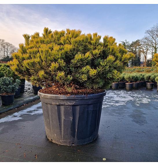 Pinus mugo Carsten's Wintergold C230 Lit. 120/+ cm Krogla