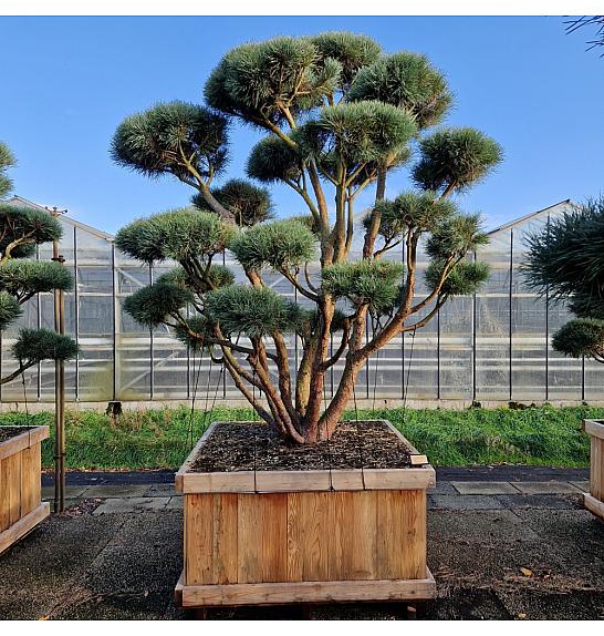 Pinus sylvestris Watereri v lesenem koritu 125x125 cm 225-250 cm Bonsai