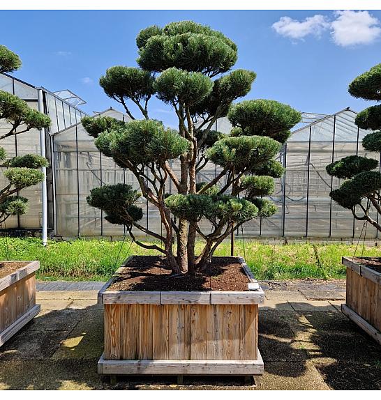 Pinus sylvestris Watereri v lesenem koritu 130x130 cm 250/+ cm Bonsai
