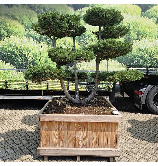 Pinus mugo Gnom v lesenem koritu 125x125 cm; 150-175 cm; Krošnja 200 cm Bonsai
