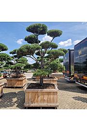 Pinus sylvestris Norsky V lesenem koritu 135x135 cm 275-300 cm Bonsai