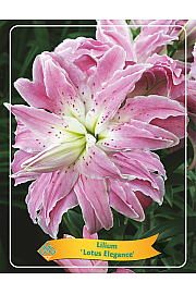 Lilium Lotus Elegance Ø11