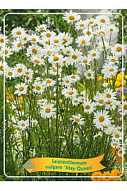 Leucanthemum vulgare May Queen Ø11