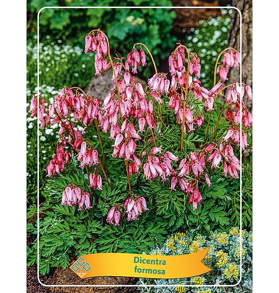 Dicentra Formosa  Ø11