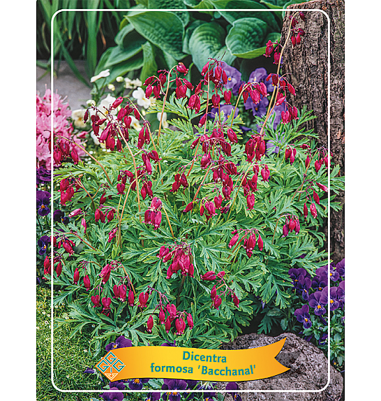 Dicentra Formosa Bacchanal  Ø11