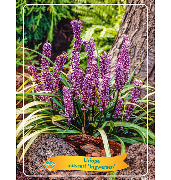 Liriope muscari Ingwersen Ø11