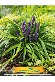 Liriope muscari Royal Purple Ø11