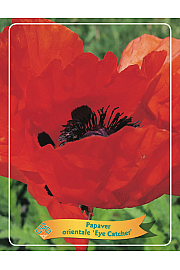 Papaver orientale Fancy Feathers ® Ø11