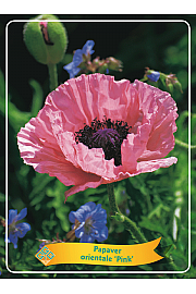Papaver orientale Pink Ø11