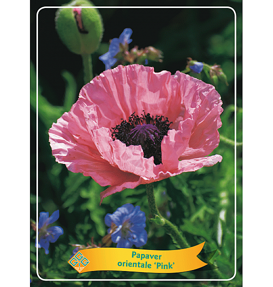 Papaver orientale Pink Ø11