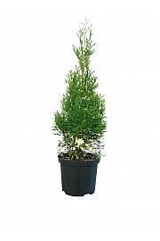 Thuja occidentalis Smaragd Variegata C2,5 Lit. 30-40 cm