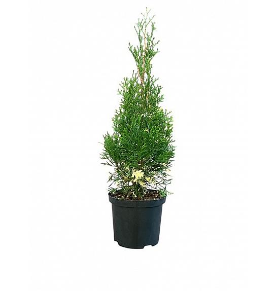 Thuja occidentalis Smaragd Variegata C2,5 Lit. 30-40 cm