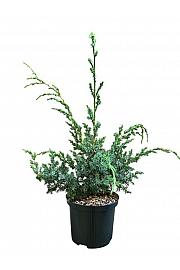 Juniperus chinensis Blue Alps C2,5 Lit. 30-40 cm