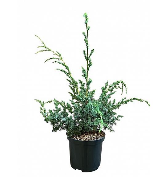 Juniperus chinensis Blue Alps C2,5 Lit. 30-40 cm