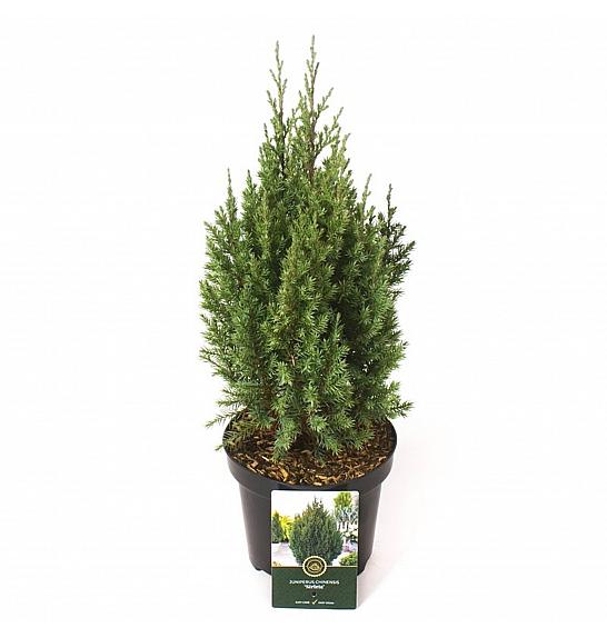 Juniperus chinensis Stricta C2,5 Lit. 25-30 cm