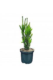 Taxus media Hillii C2,5 Lit. 30-40 cm