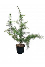 Cedrus deodara C2,5 Lit. 40-50 cm