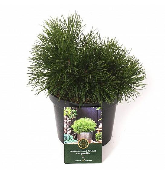Pinus mugo Pumilio C2,5 Lit. 15-20 cm