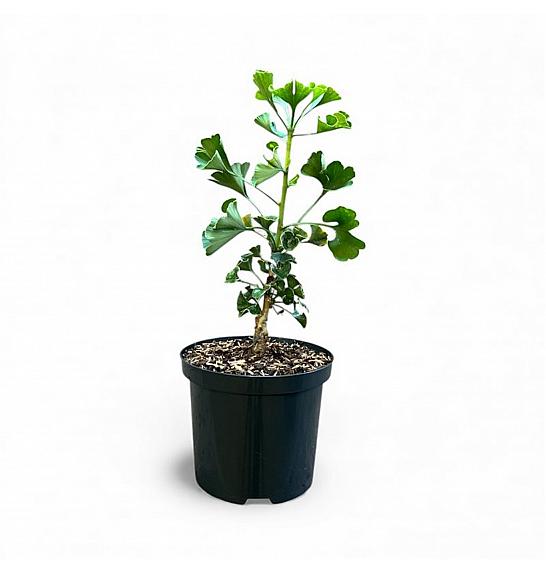 Ginkgo biloba Jehoshaphat C2,5 Lit. 15-20 cm