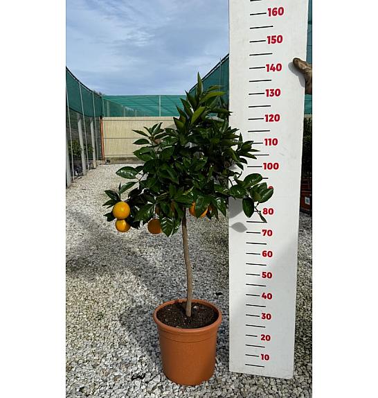 Citrus sinensis Orange Ø30 Na steblu 50 cm