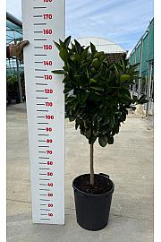 Citrus sinensis Orange Ø35 Na steblu 60 cm