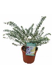Eucalyptus gunnii