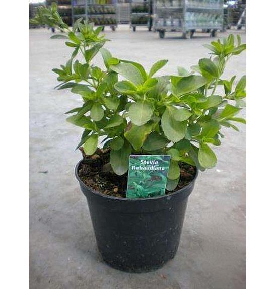 Stevia Ø14