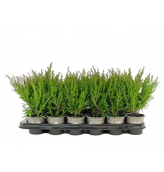 Juniperus horizontalis Andorra compact Ø9