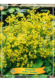 Alchemilla mollis Auslese Ø11