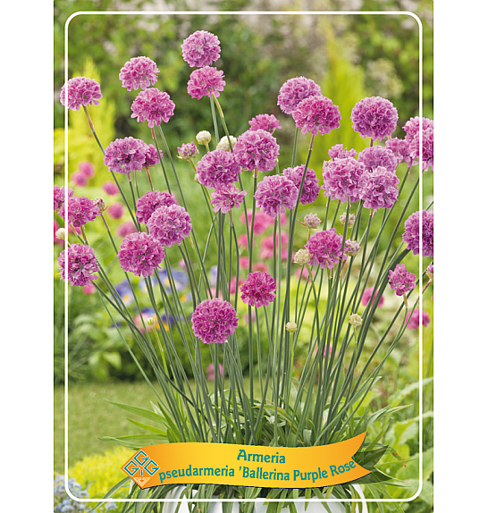 Armeria pseudarmeria Ballerina Purple Rose Ø11