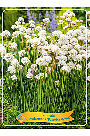Armeria pseudarmeria Ballerina White Ø11