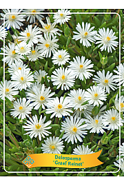 Delosperma Graaf Reinet Ø11