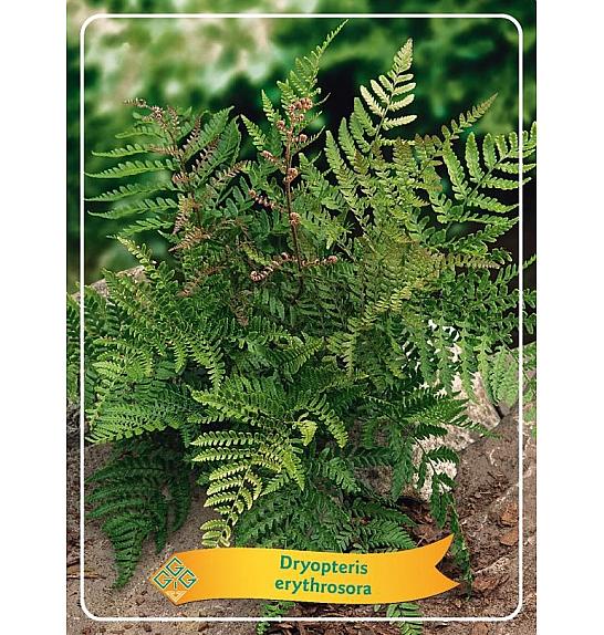 Dryopteris Erythrosora Ø11