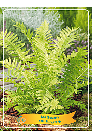 Matteuccia struthiopteris Ø11