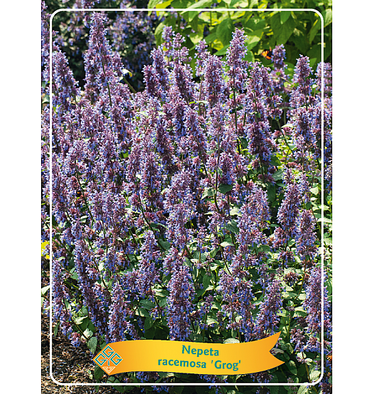 Nepeta racemosa Grog Ø11