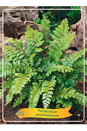 Polystichum polyblepharum Ø11