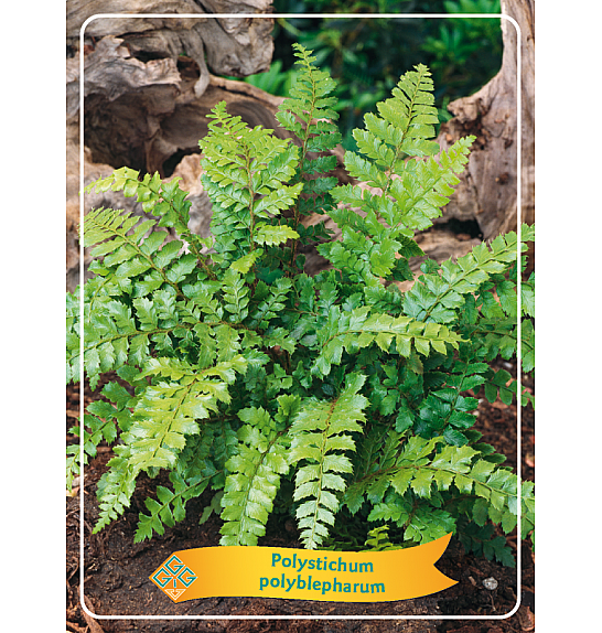 Polystichum polyblepharum Ø11