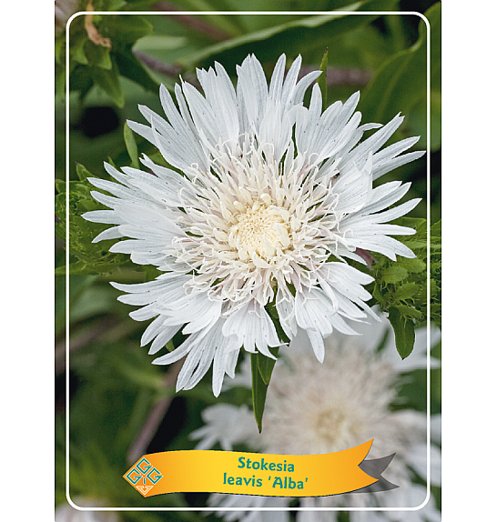 Stokesia leavis Alba Ø11