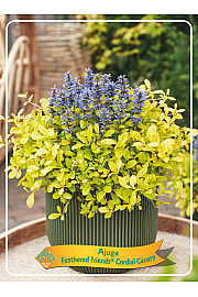 Ajuga reptans Feathered Friends™ Cordial Canary Ø11