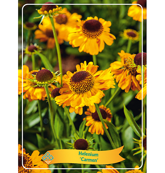 Helenium Carmen Ø11
