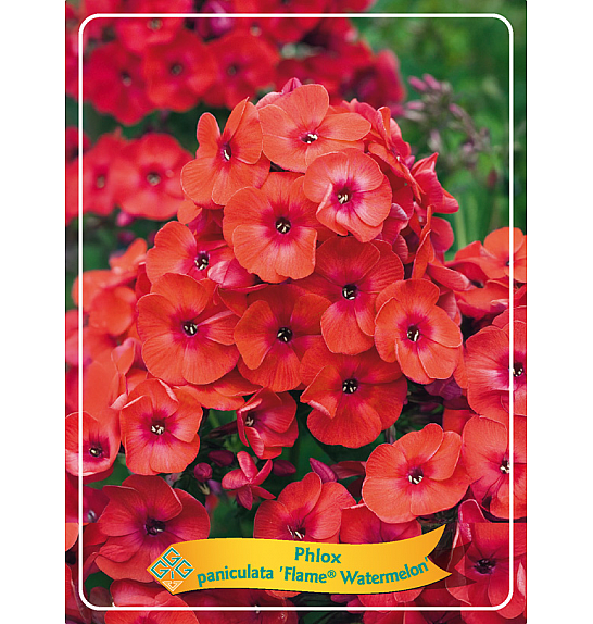 Phlox paniculata Flame® Watermelon Ø11