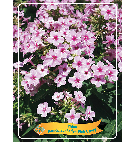 Phlox paniculata Early Pink Candy Ø11