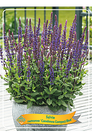 Salvia nemorosa Caradonna Compact Blue Ø11