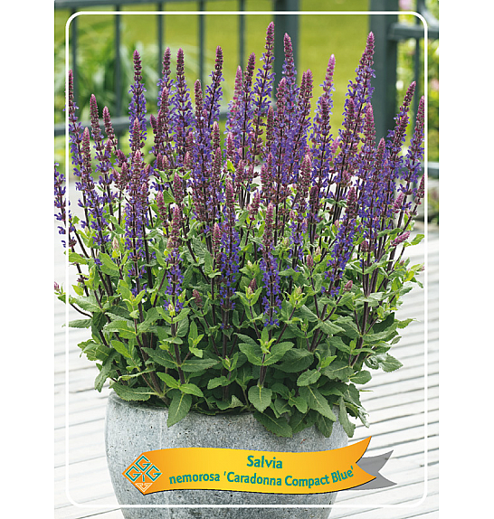 Salvia nemorosa Caradonna Compact Blue Ø11