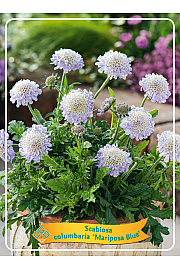 Scabiosa columbaria Mariposa Blue Ø11