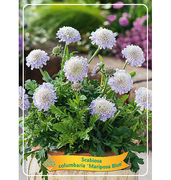 Scabiosa columbaria Mariposa Blue Ø11