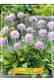 Scabiosa Japonica Pink Diamonds Ø11